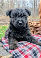 Diesel, a male Scottish Terrier and Poodle - Miniature  for sale in Salem, MO – 5 of 7