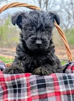 Diesel, a male Scottish Terrier and Poodle - Miniature  for sale in Salem, MO – 6 of 7