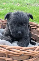 Diesel, a male Scottish Terrier and Poodle - Miniature  for sale in Salem, MO – Photo 3 of 4