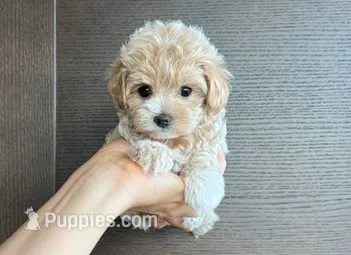 Gulu – Maltipoo puppy for sale in Rocklin, CA