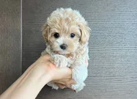 Gulu, a female Maltipoo for sale in Rocklin, CA – 1 of 1