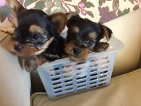 angie, a female Yorkshire Terrier for sale in San Jose, CA – 3 of 4