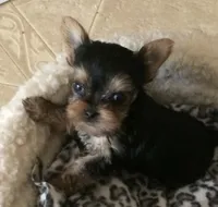 Ollie, a male Yorkshire Terrier for sale in San Jose, CA – 1 of 1
