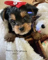 Jerry, a male Yorkshire Terrier for sale in San Jose, CA – 1 of 1