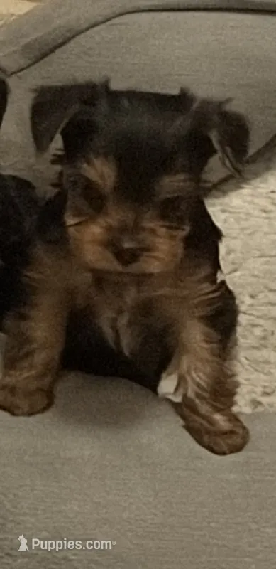 Julie – Yorkshire Terrier puppy for sale in San Jose, CA