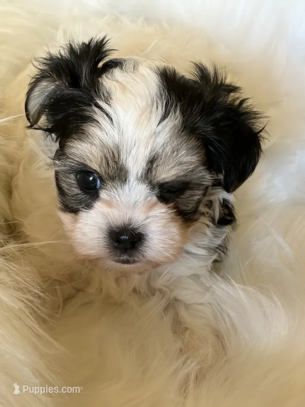 Daisy – Maltese, Yorkshire Terrier puppy for sale in San Jose, CA