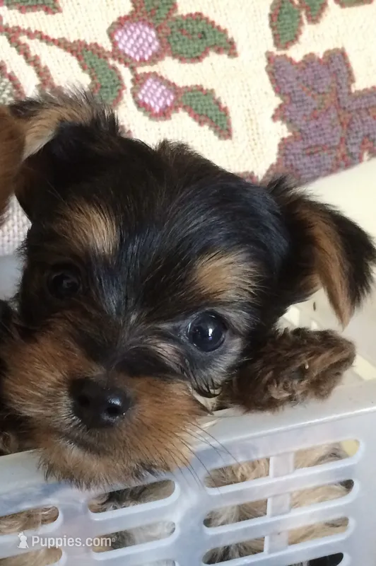 Smmy – Yorkshire Terrier puppy for sale in San Jose, CA