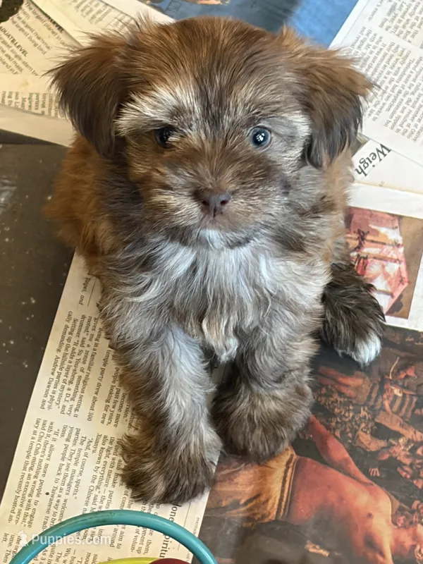 tobby – Maltese puppy for sale in San Jose, CA