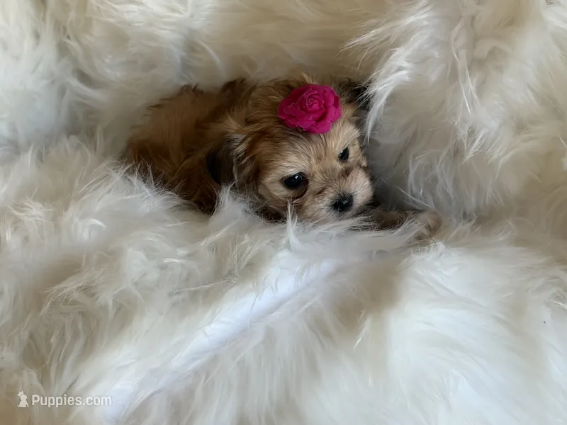 Sally – Maltese, Yorkshire Terrier puppy for sale in San Jose, CA