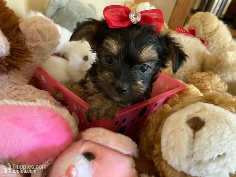Buddy – Yorkshire Terrier puppy on hold in San Jose, CA