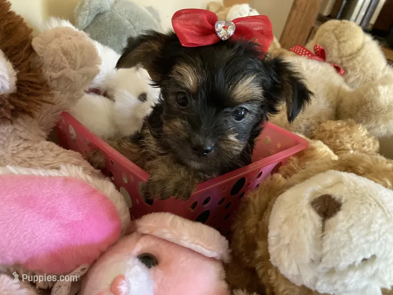 Buddy – Yorkshire Terrier puppy for sale in San Jose, CA