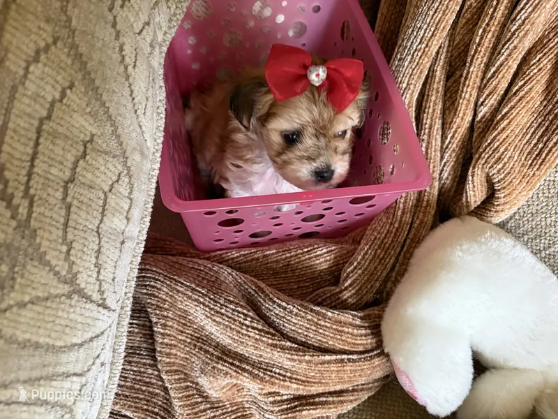 Sally – Maltese, Yorkshire Terrier puppy for sale in San Jose, CA