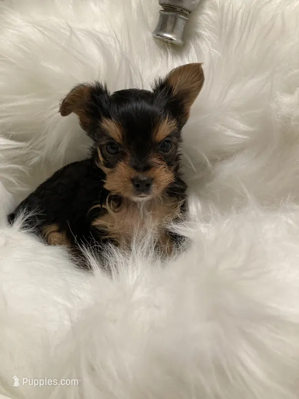 Andy – Yorkshire Terrier puppy for sale in San Jose, CA