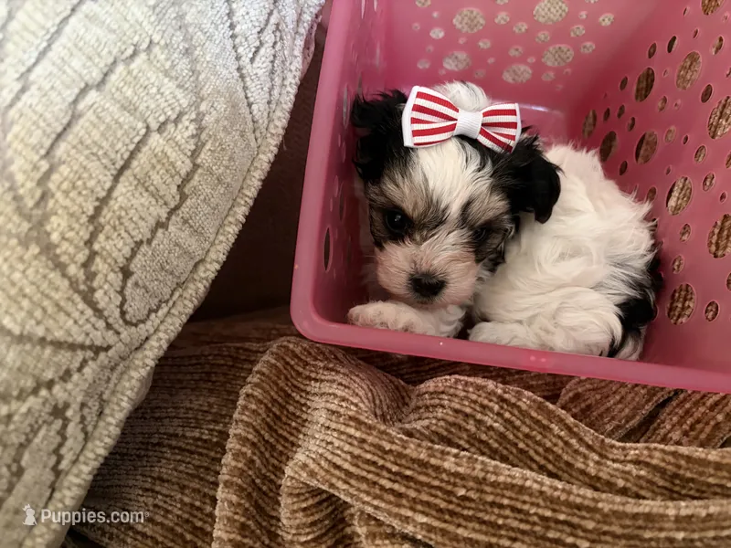 Daisy – Maltese, Yorkshire Terrier puppy for sale in San Jose, CA