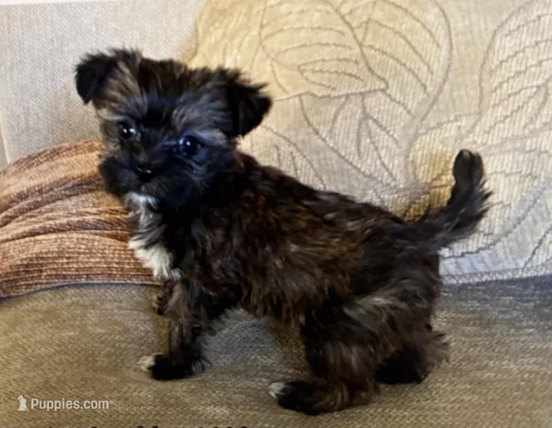 betty – Yorkshire Terrier puppy for sale in San Jose, CA