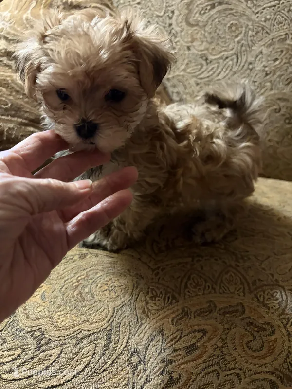tobby – Maltese puppy for sale in San Jose, CA