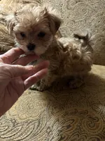 tobby, a male Maltese for sale in San Jose, CA – 1 of 2