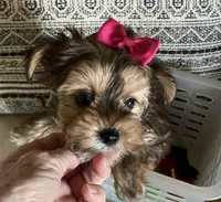 tobby, a male Maltese for sale in San Jose, CA – 2 of 2