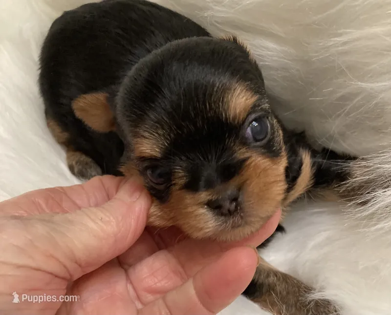 Rocky, a male Yorkshire Terrier for sale in San Jose, CA – 1 of 1