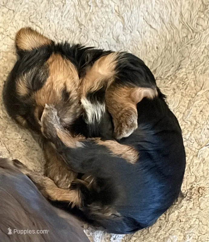 Smmy – Yorkshire Terrier puppy for sale in San Jose, CA