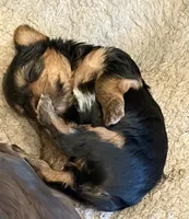 Smmy, a male Yorkshire Terrier for sale in San Jose, CA – 1 of 1