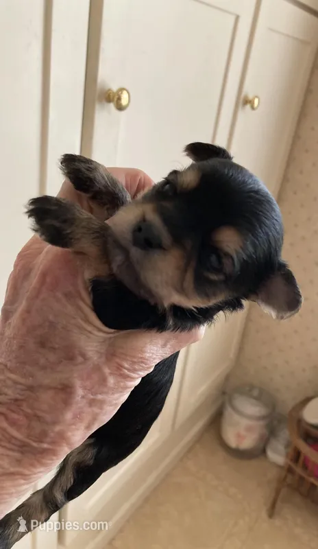 angie – Yorkshire Terrier puppy for sale in San Jose, CA