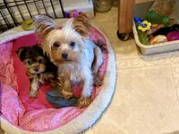 Julie, a female Yorkshire Terrier for sale in San Jose, CA – 2 of 2