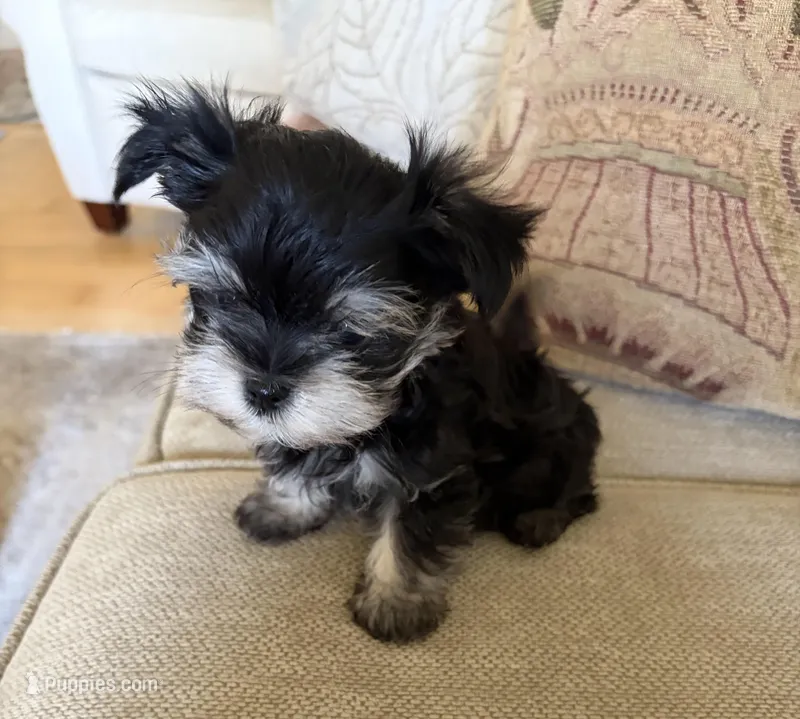 Timmy – Yorkshire Terrier puppy for sale in San Jose, CA