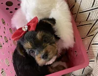 Timmy, a male Yorkshire Terrier for sale in San Jose, CA – 2 of 2