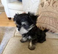 Timmy, a male Yorkshire Terrier for sale in San Jose, CA – Photo 2 of 2