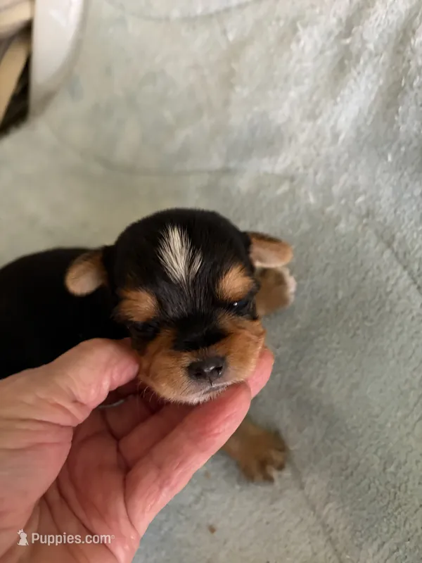 Jerry – Morkie puppy for sale in San Jose, CA