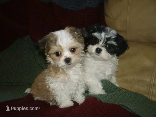 Daisy – Maltese, Yorkshire Terrier puppy for sale in San Jose, CA