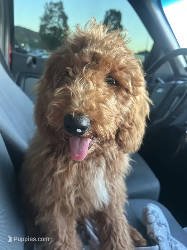 Duke – Goldendoodle puppy for sale in Athens, GA
