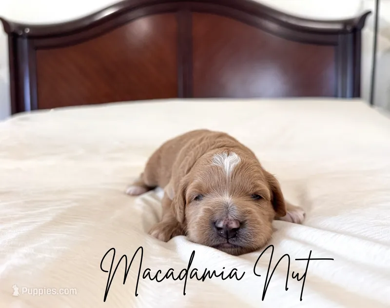 Macadamia nut – Golden Mountain Doodle puppy for sale in Burleson, TX
