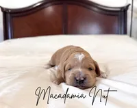 Macadamia nut, a female Golden Mountain Doodle for sale in Burleson, TX – 1 of 1