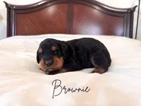 Brownie , a male Golden Mountain Doodle for sale in Burleson, TX – 1 of 1