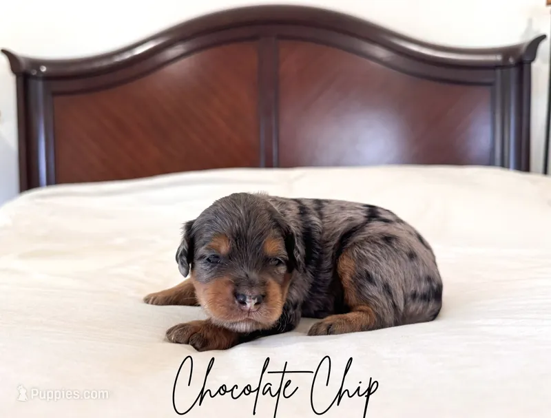 Chocolate Chip – Golden Mountain Doodle puppy for sale in Burleson, TX