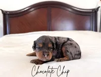 Chocolate Chip, a male Golden Mountain Doodle for sale in Burleson, TX – 1 of 1
