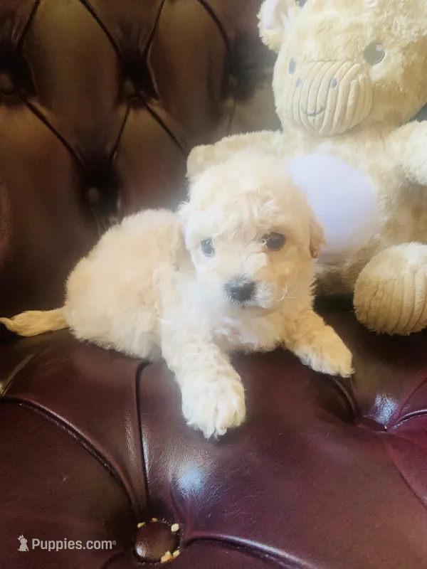 Jr – Poodle - Toy  puppy for sale in Hayward, CA
