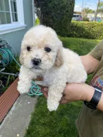 Jr, a male Poodle - Toy  for sale in Hayward, CA – Photo 2 of 2