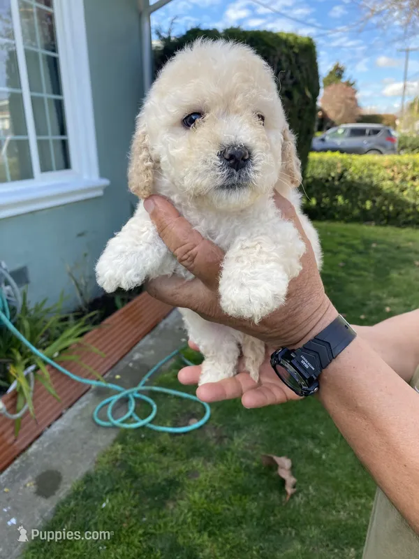 Jr, a male Poodle - Toy  for sale in Hayward, CA – Photo 1 of 2