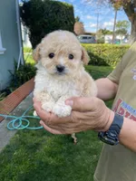 Zoey, a female Poodle - Toy  for sale in Hayward, CA – Photo 2 of 2