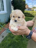 Zoey, a female Poodle - Toy  for sale in Hayward, CA – Photo 1 of 2