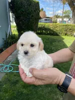 Rosa, a female Poodle - Toy  for sale in Hayward, CA – Photo 2 of 2