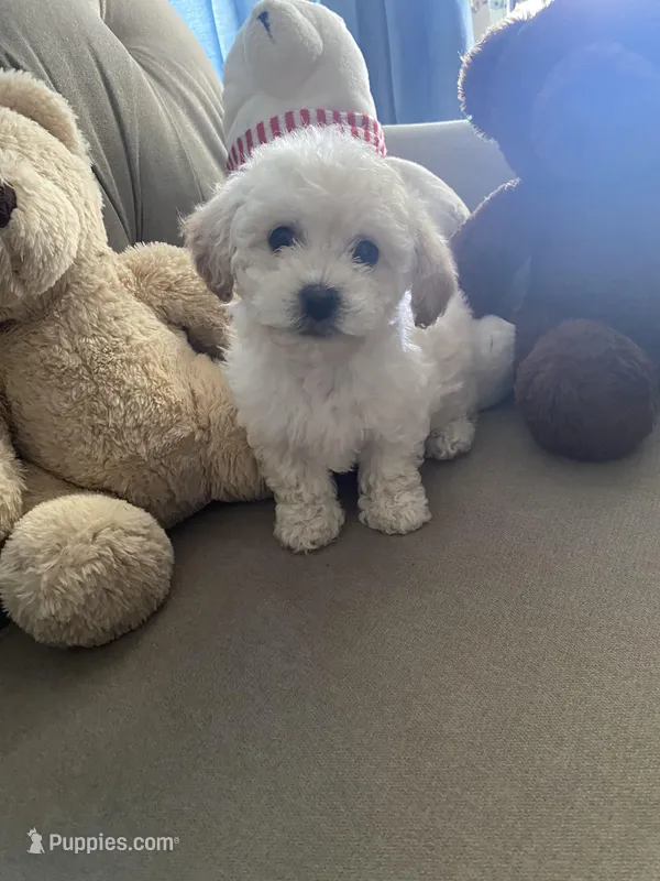 Rosa – Poodle - Toy  puppy for sale in Hayward, CA