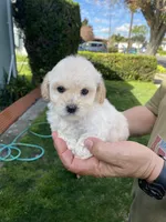 Rosa, a female Poodle - Toy  for sale in Hayward, CA – Photo 1 of 2