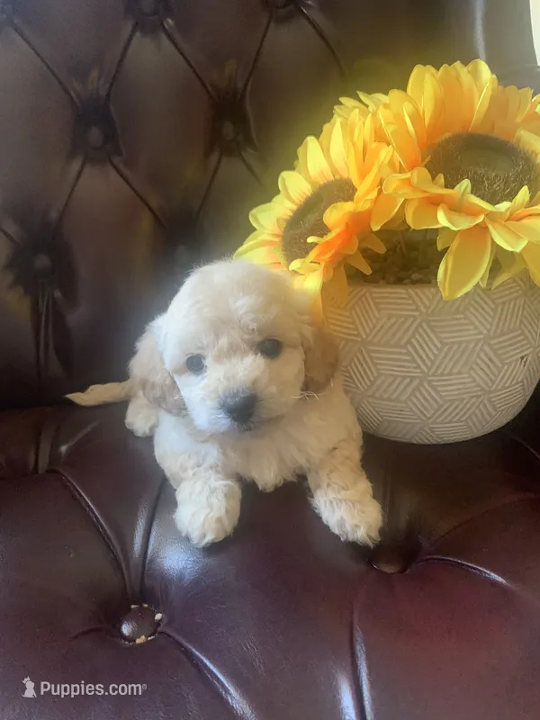 Rose – Poodle - Toy  puppy for sale in Hayward, CA