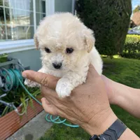 Lily , a female Poodle - Toy  for sale in Hayward, CA – Photo 1 of 4