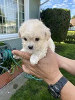 Lily , a female Poodle - Toy  for sale in Hayward, CA – Photo 1 of 2