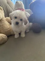 Lily , a female Poodle - Toy  for sale in Hayward, CA – Photo 4 of 4